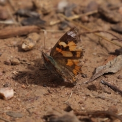 Vanessa kershawi at Symonston, ACT - 6 Apr 2021 01:17 PM