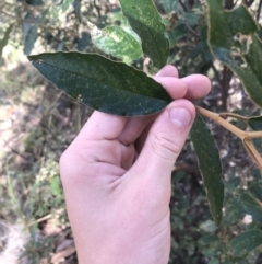 Pomaderris intermedia at Acton, ACT - 6 Apr 2021 11:25 AM