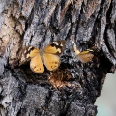 Heteronympha merope (Common Brown Butterfly) at Callum Brae - 6 Apr 2021 by RodDeb