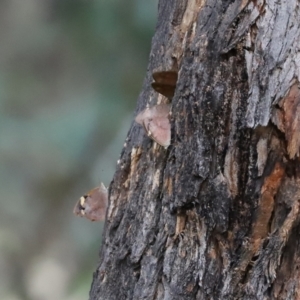 Heteronympha merope at Symonston, ACT - 6 Apr 2021