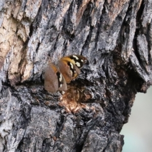 Heteronympha merope at Symonston, ACT - 6 Apr 2021