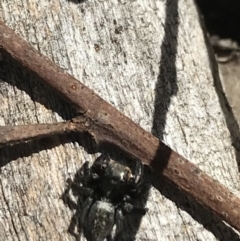 Unidentified Spider (Araneae) at Black Mountain - 6 Apr 2021 by Tapirlord