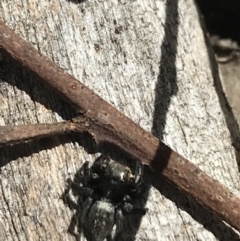 Unidentified Spider (Araneae) at Acton, ACT - 6 Apr 2021 by Tapirlord