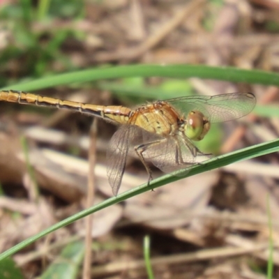 Diplacodes bipunctata (Wandering Percher) at Symonston, ACT - 6 Apr 2021 by RodDeb