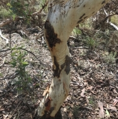 Eucalyptus rossii (Inland Scribbly Gum) at Downer, ACT - 6 Apr 2021 by Tapirlord