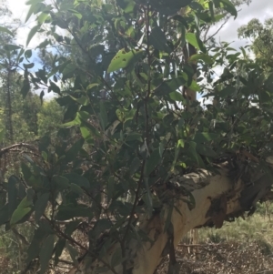 Eucalyptus rossii at Downer, ACT - 6 Apr 2021