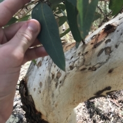 Eucalyptus rossii at Downer, ACT - 6 Apr 2021