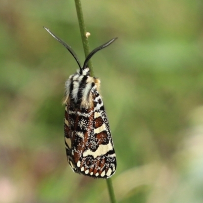 Apina callisto (Pasture Day Moth) at Callum Brae - 6 Apr 2021 by RodDeb