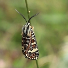 Apina callisto (Pasture Day Moth) at Symonston, ACT - 6 Apr 2021 by RodDeb