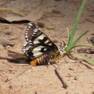 Apina callisto at Symonston, ACT - 6 Apr 2021 02:37 PM