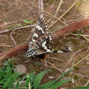 Apina callisto at Symonston, ACT - 6 Apr 2021 02:37 PM