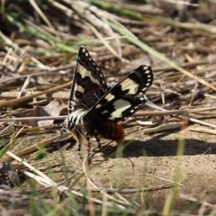 Apina callisto at Symonston, ACT - 6 Apr 2021