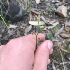 Speculantha rubescens (Blushing Tiny Greenhood) at Black Mountain - 6 Apr 2021 by Tapirlord