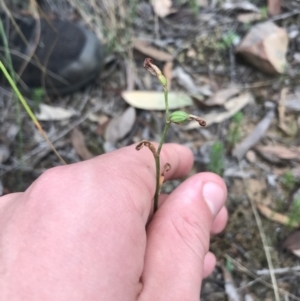 Speculantha rubescens at Downer, ACT - suppressed