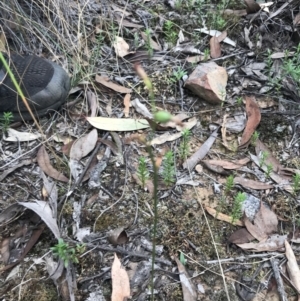 Speculantha rubescens at Downer, ACT - suppressed