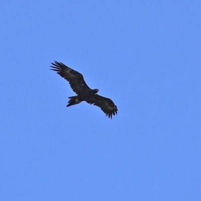 Aquila audax (Wedge-tailed Eagle) at Jerrabomberra, ACT - 6 Apr 2021 by RodDeb