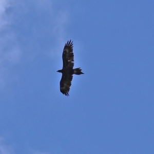 Aquila audax at Jerrabomberra, ACT - 6 Apr 2021