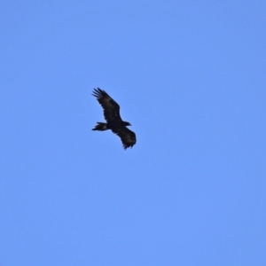 Aquila audax at Jerrabomberra, ACT - 6 Apr 2021