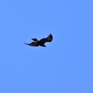 Aquila audax at Jerrabomberra, ACT - 6 Apr 2021