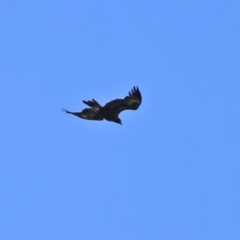 Aquila audax at Jerrabomberra, ACT - 6 Apr 2021