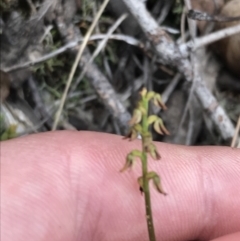 Corunastylis clivicola (Rufous midge orchid) at Black Mountain - 6 Apr 2021 by Tapirlord