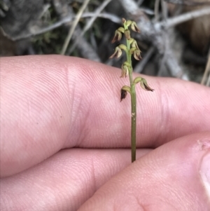 Corunastylis clivicola at Downer, ACT - 6 Apr 2021