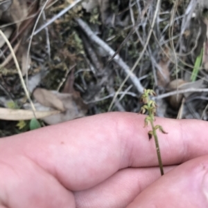 Corunastylis clivicola at Downer, ACT - suppressed