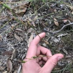 Speculantha rubescens (Blushing Tiny Greenhood) at Downer, ACT - 6 Apr 2021 by Tapirlord