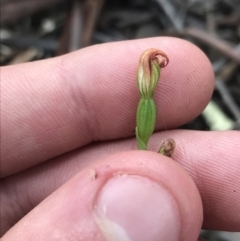 Speculantha rubescens (Blushing Tiny Greenhood) at Black Mountain - 6 Apr 2021 by Tapirlord