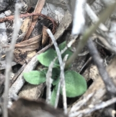 Speculantha rubescens at Downer, ACT - suppressed