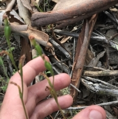 Speculantha rubescens at Downer, ACT - suppressed