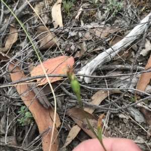 Speculantha rubescens at Downer, ACT - 6 Apr 2021