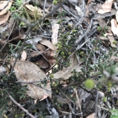 Acacia gunnii (Ploughshare Wattle) at Black Mountain - 6 Apr 2021 by Tapirlord