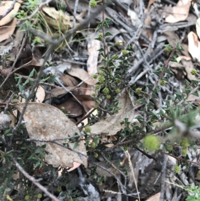 Acacia gunnii (Ploughshare Wattle) at Black Mountain - 6 Apr 2021 by Tapirlord