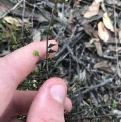 Acacia gunnii at Downer, ACT - 6 Apr 2021