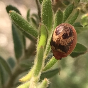 Paropsisterna laesa species complex at Downer, ACT - 6 Apr 2021