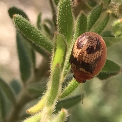 Paropsisterna laesa species complex (Laesa leaf beetle) at Downer, ACT - 6 Apr 2021 by Tapirlord