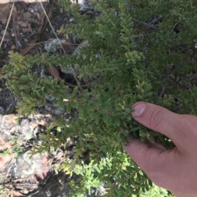 Grevillea alpina (Mountain Grevillea / Cat's Claws Grevillea) at Downer, ACT - 6 Apr 2021 by Tapirlord