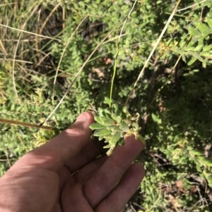 Grevillea alpina at Downer, ACT - 6 Apr 2021 01:18 PM