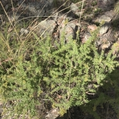 Grevillea alpina at Downer, ACT - 6 Apr 2021