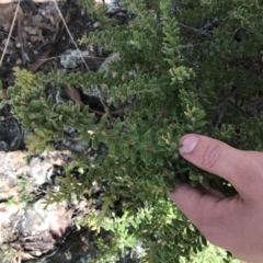 Grevillea alpina at Downer, ACT - 6 Apr 2021