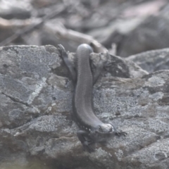 Liopholis montana (Tan-backed Skink) at Cotter River, ACT - 6 Apr 2021 by BrianHerps