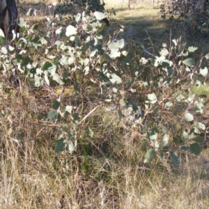 Papyrius nitidus at Fraser, ACT - suppressed