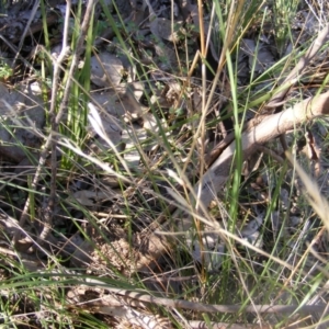 Papyrius nitidus at Fraser, ACT - suppressed