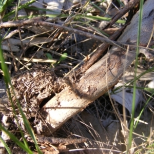 Papyrius nitidus at Fraser, ACT - suppressed