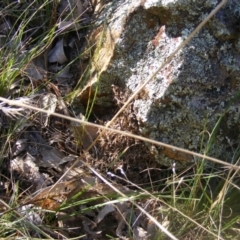 Papyrius nitidus at Fraser, ACT - suppressed