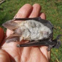 Nyctophilus gouldi (Gould's Long-eared Bat) at Latham, ACT - 6 Apr 2021 by JBrickhill