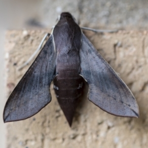 Hippotion scrofa at Higgins, ACT - 30 Mar 2021 07:26 AM