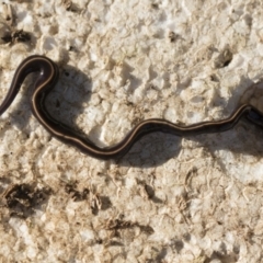 Caenoplana coerulea (Blue Planarian, Blue Garden Flatworm) at Higgins, ACT - 5 Apr 2021 by AlisonMilton