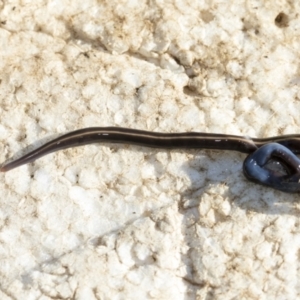 Caenoplana coerulea at Higgins, ACT - 5 Apr 2021